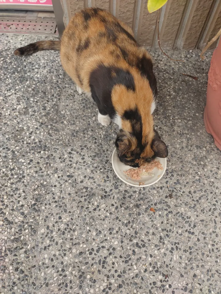 三花貓：喵~這是鮪魚口味啊！喵~喜歡！