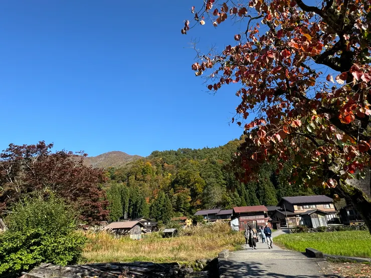 唯一一棵紅了的楓葉