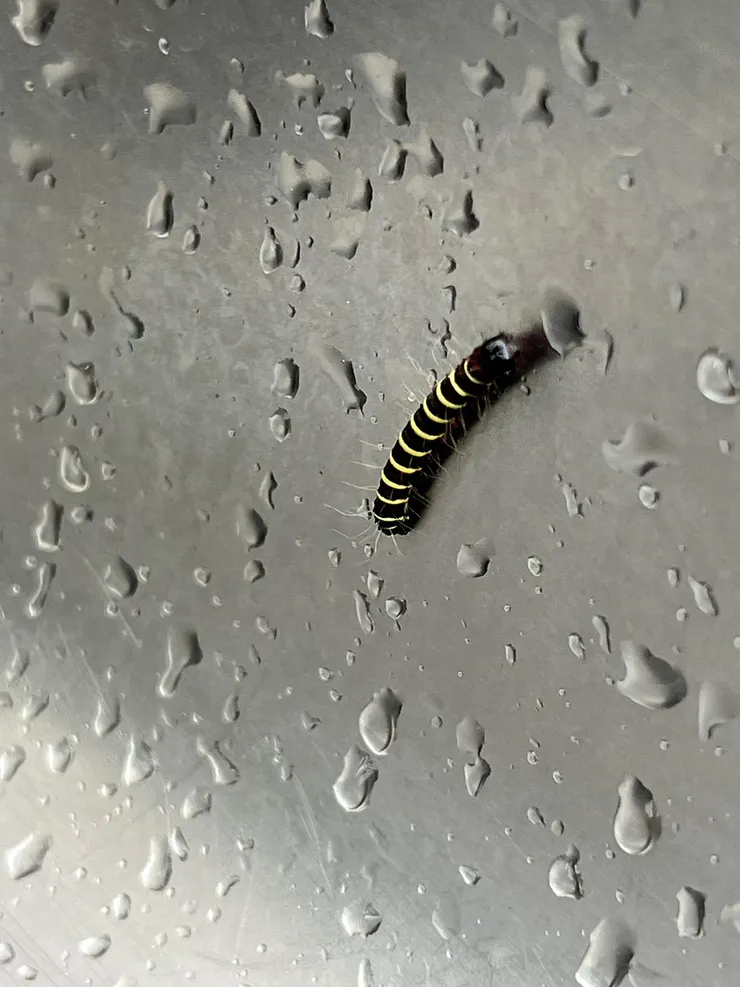 長斑擬燈蛾幼蟲吧?