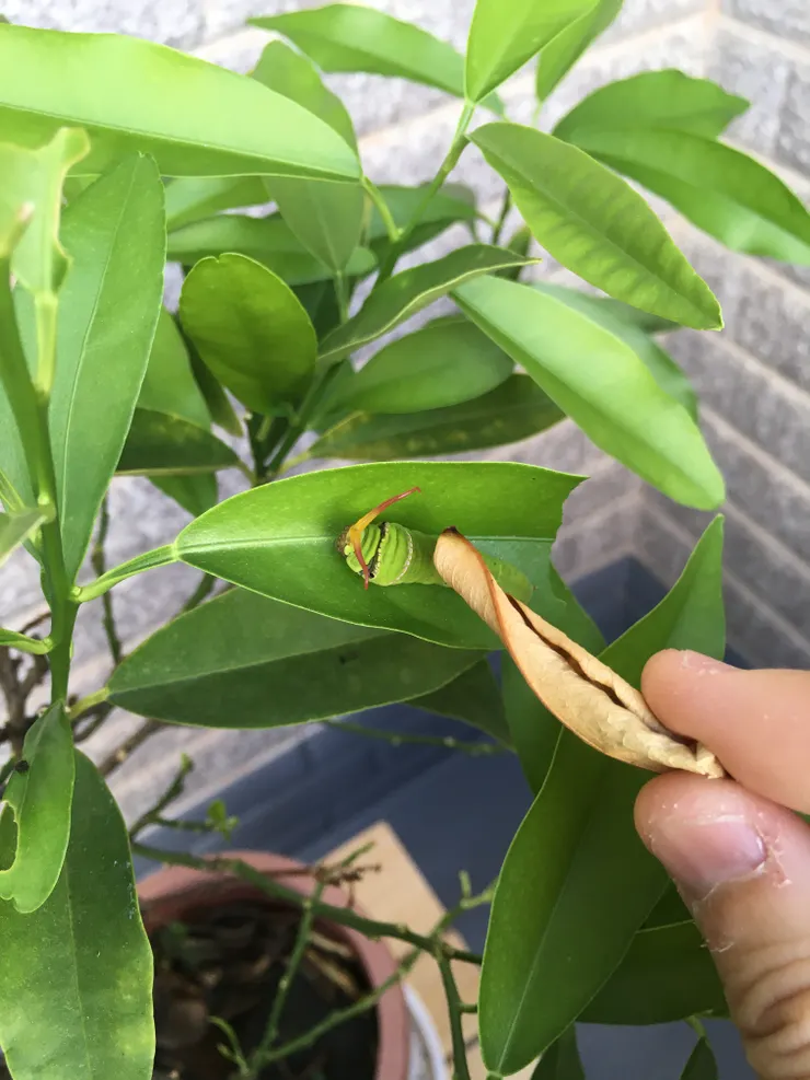 伸出臭角的蟲寶