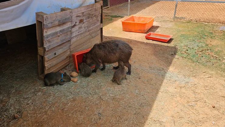 這幾隻是剛出生的卡皮巴拉!超可愛!