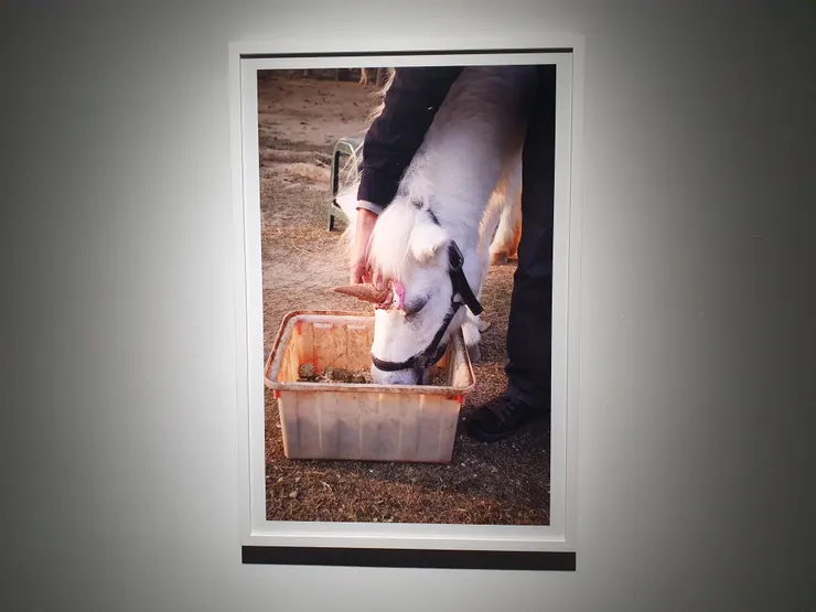 馬:(。•ˇˍˇ•。)?