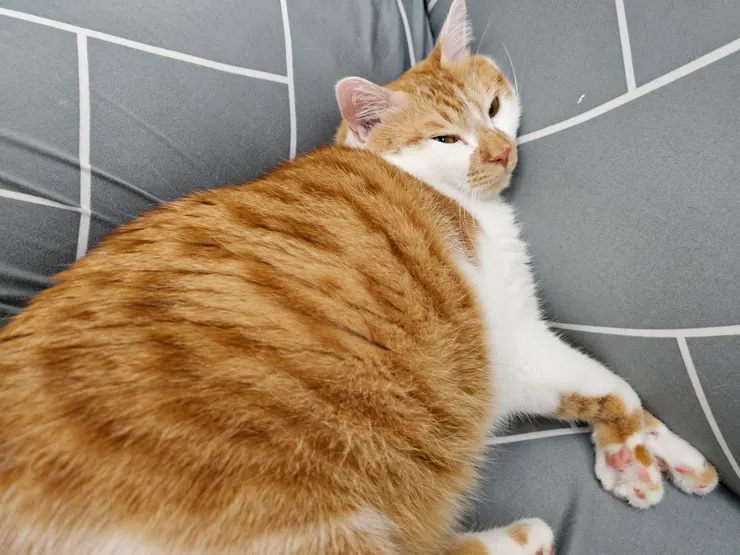 今天的我也像哥哥一樣，不想努力了(躺