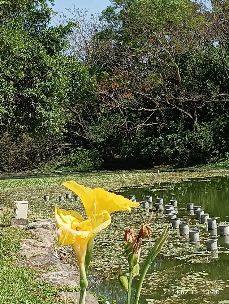 漫步賞花庭，自拍攝