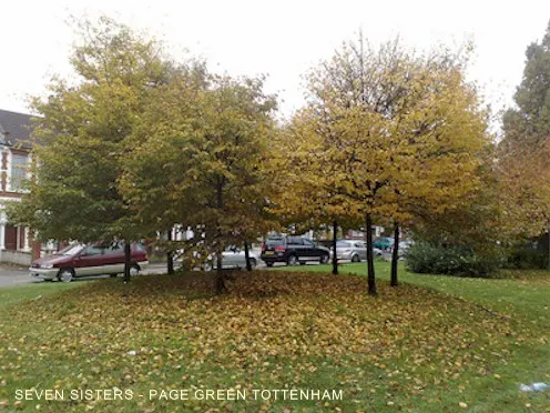 七姊妹的起源有多種版本，至少已有600年的歷史了。原本的樹維持500年左右，但後來被移除，在1852年由七個姊妹種下七棵榆樹，此後該地維持這樣的傳統，若樹不幸沒法存活下去，將再找七個姊妹種植其他品種樹木，並且盛大舉辦種植儀式。但現今已不容易同個家庭有七姊妹了，改邀七個家庭的女孩。