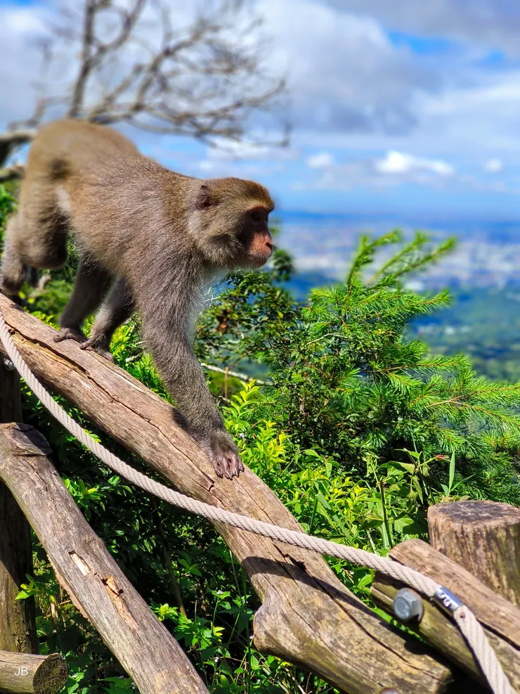 【我且偷閒登高暫離污瘴洗滌心靈！退休後能的話每週一、三、五大坑登高去。運氣好會碰到猴群。】