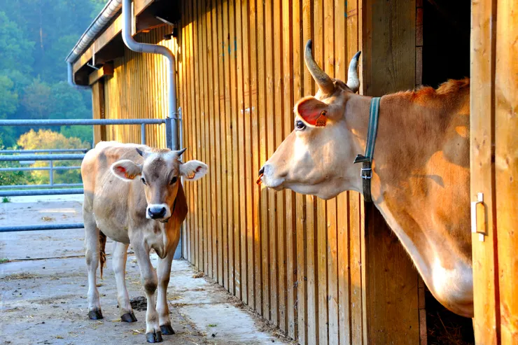 【為了四點半的敬拜老妻起個大早，唱誦聲隱隱傳出我揹著相機亂跑！聽著哈瑞奎師那曼陀羅(Mahā-mantra)成長的牛，牠們在此受到保護與很好的照顧，絕對可終其天年，只需為奉獻者提供牛奶。】