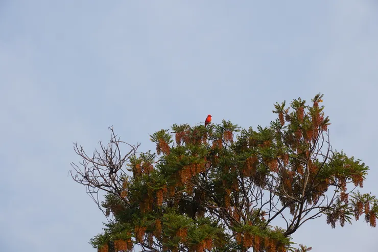 在中美出沒的小紅鳥