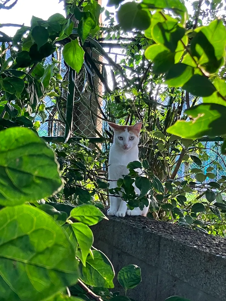 今天拍的瀏海分岔貓本喵，祝牠永遠這麼美麗。