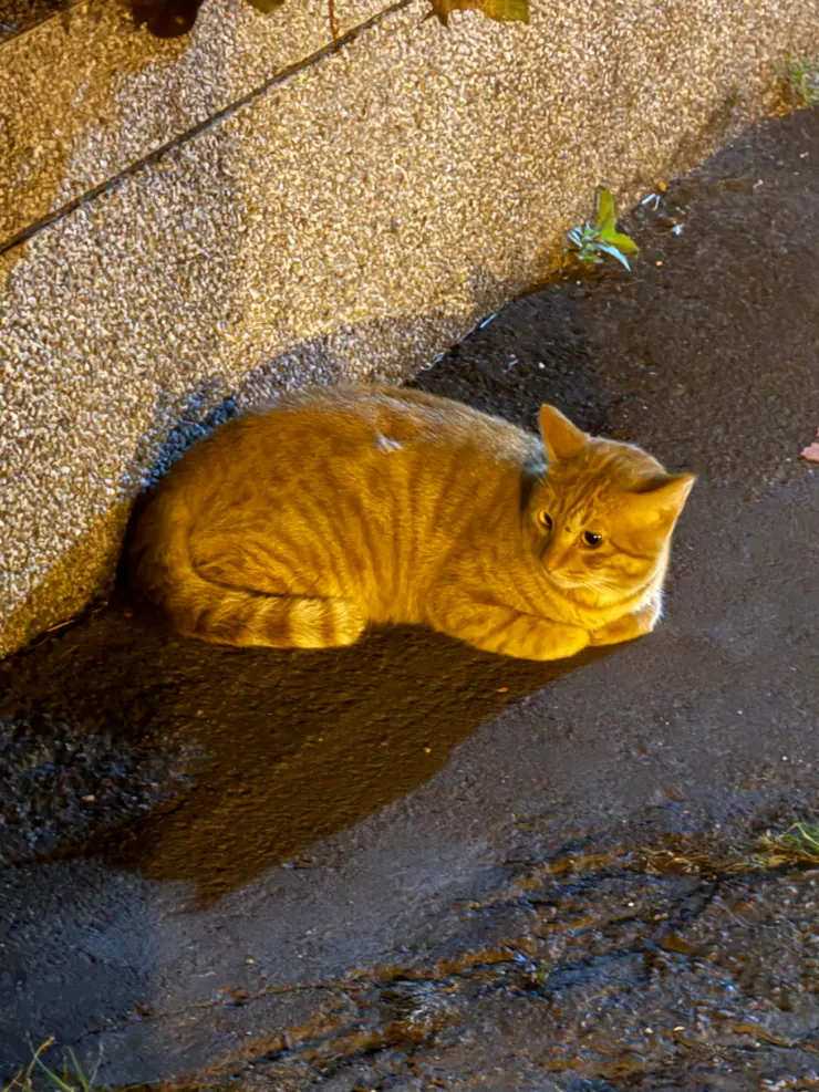 2025/12/12 吵架的貓，從頭到尾都趴著