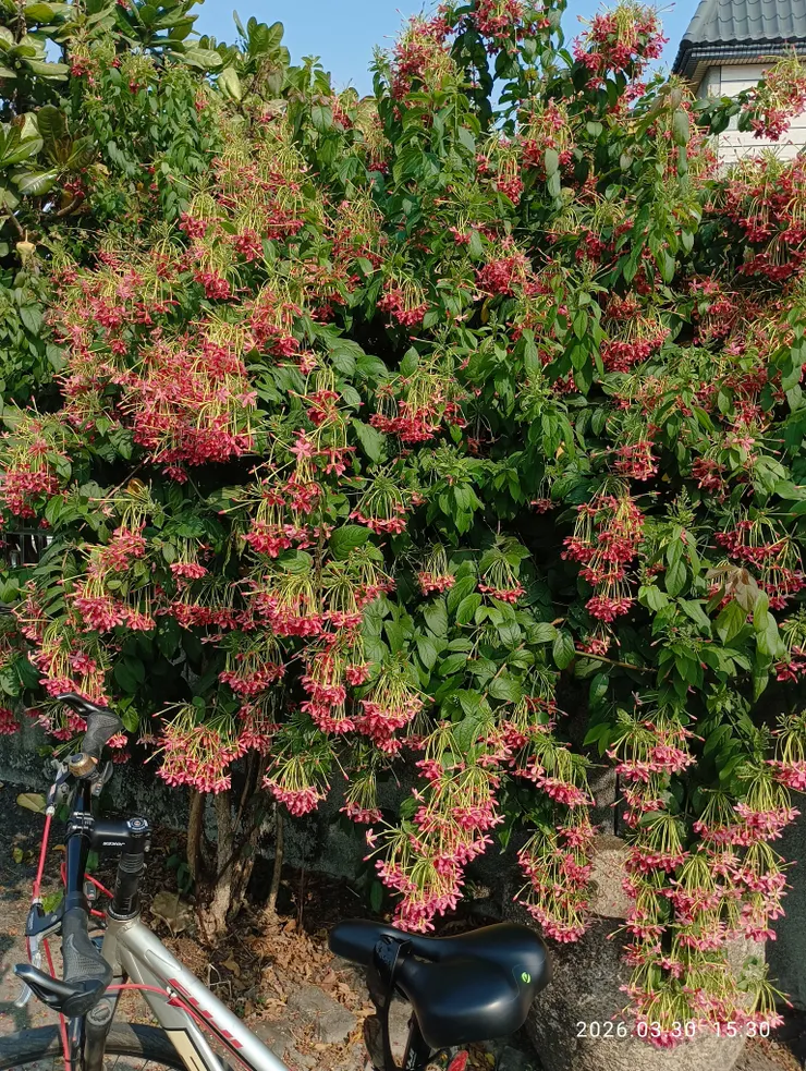 使君子，夜裏香放，個人喜其香不似夜來香帶些野性般