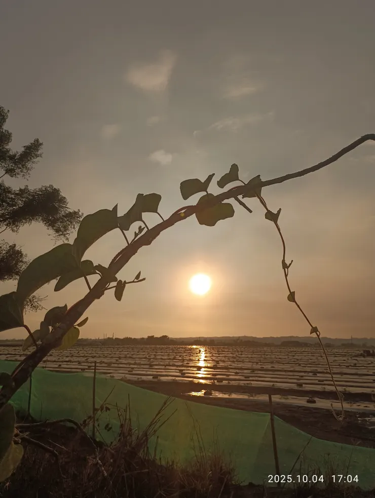 人難偶望盡斜陽，自拍攝