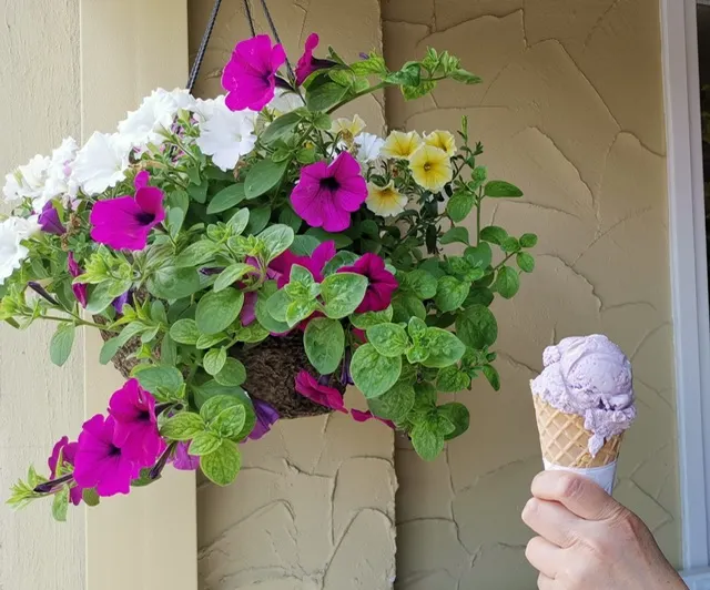 吃完一小杯藍莓冰淇淋，才算完成我的夏日祭！