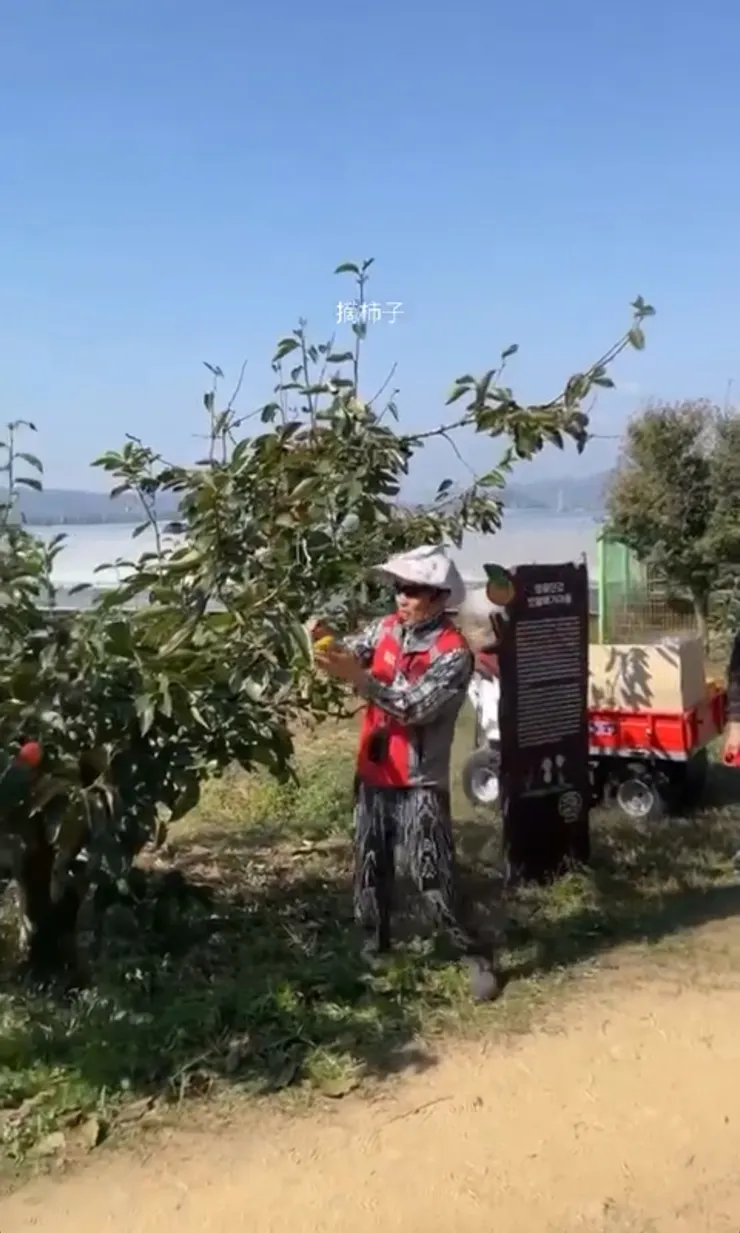 示範摘柿子：要用轉的！