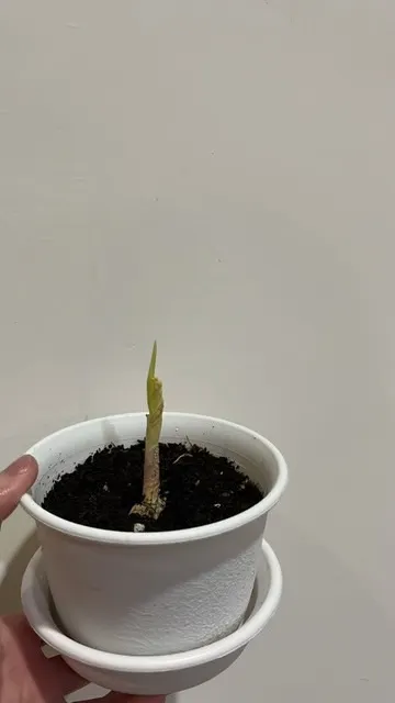 新專題誕生—有主之欲