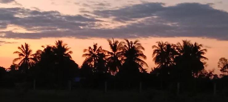 教會院落椰子树