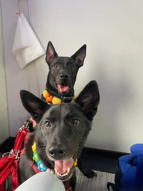 (等開船中) 錢、嚕去程還能傻笑,等等開船就笑不出來啦XD