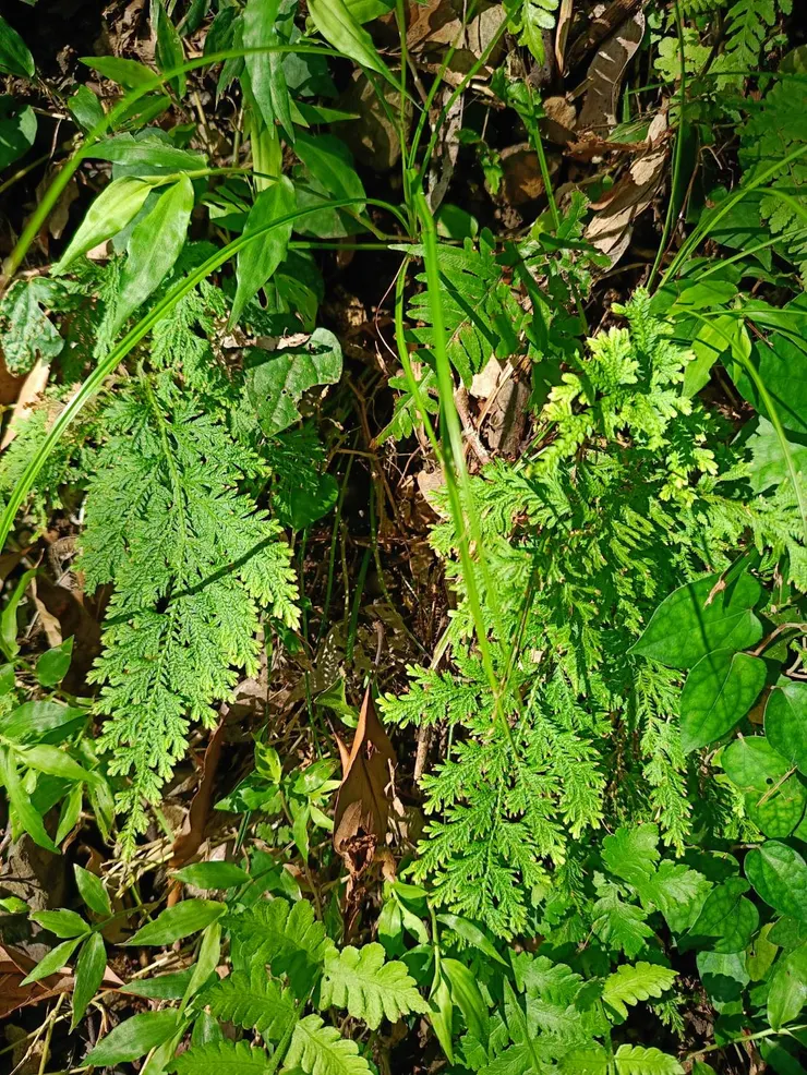 各種卷柏都好可愛