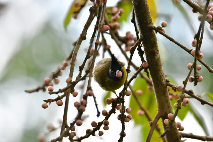黑冠黃鵯吃午餐