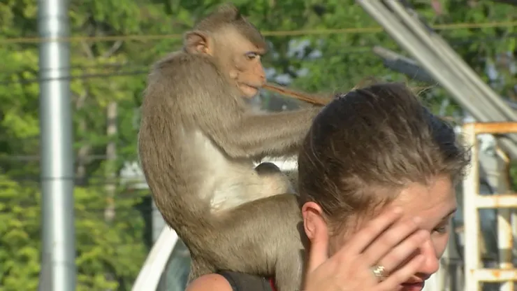 圖片來源：網路。猴子管理法則。