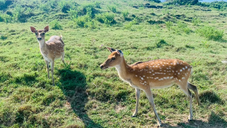 如果平常人緣不好,可以來此感受「鹿緣」。