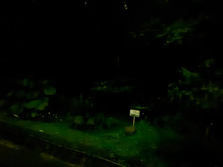 我的手機可能有點爛了，夜景模式拍不漂亮，但山裡好多螢火蟲還是讓人覺得感動