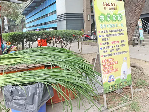憑入園券即可免費領取新鮮牧草，體驗近距離餵羊趣。