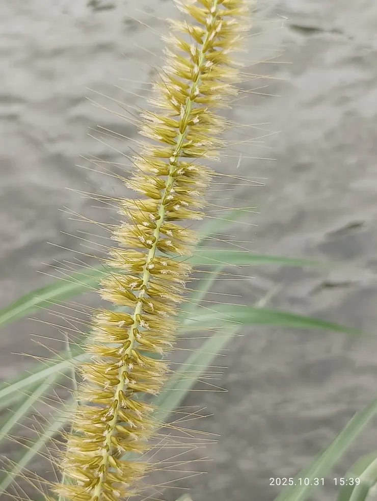 羽絨狼尾草近拍攝