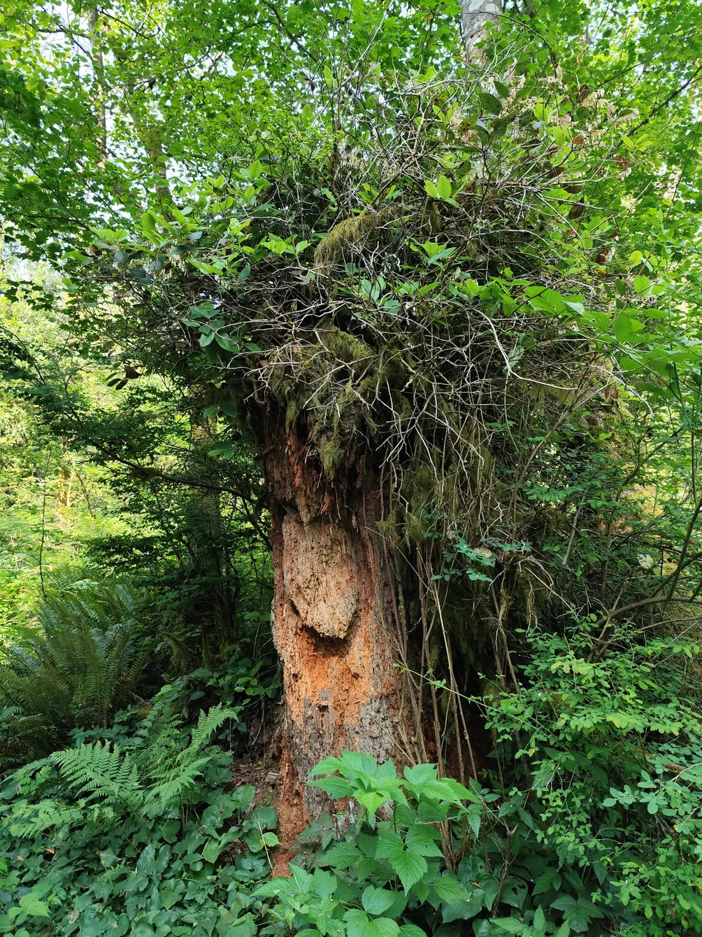 借我人間二兩墨