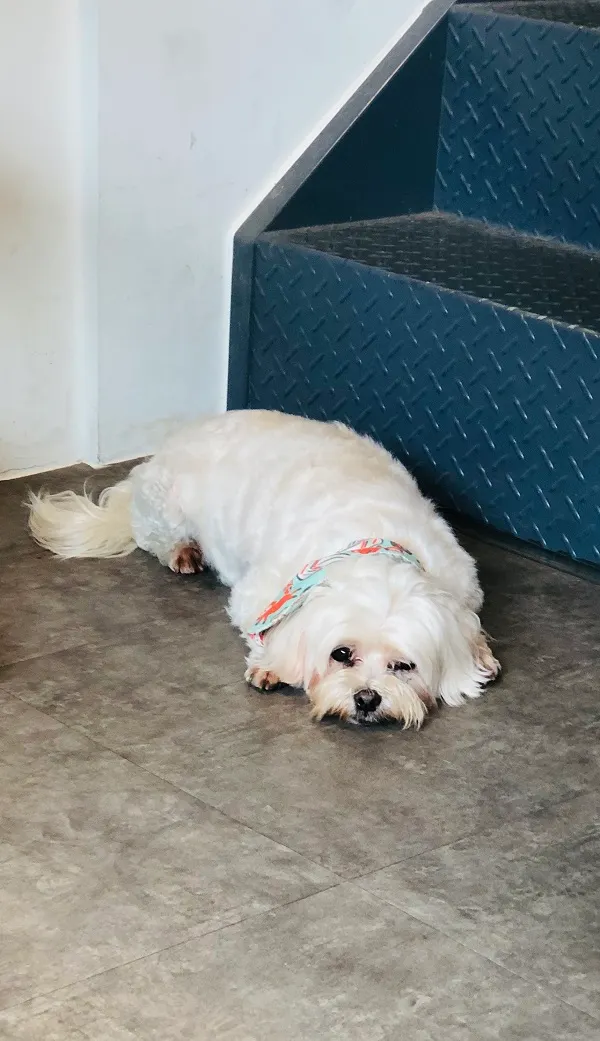 當天留守的可愛店狗