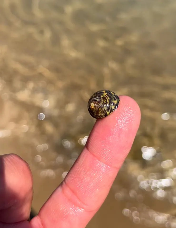 S興奮地要我看看手上這隻小東西