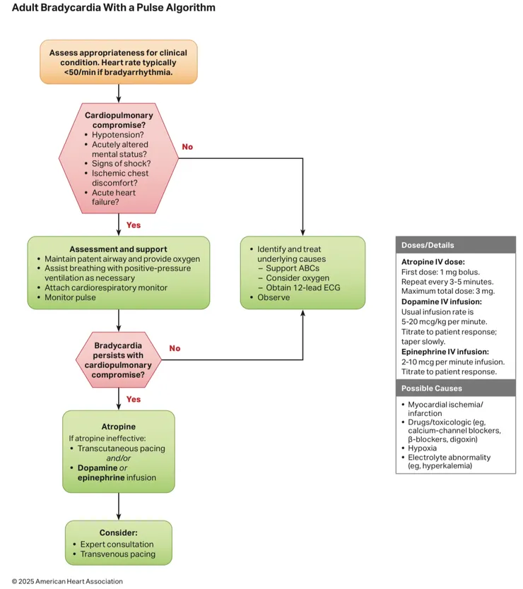 Bradycardia處理流程（2025 AHA)