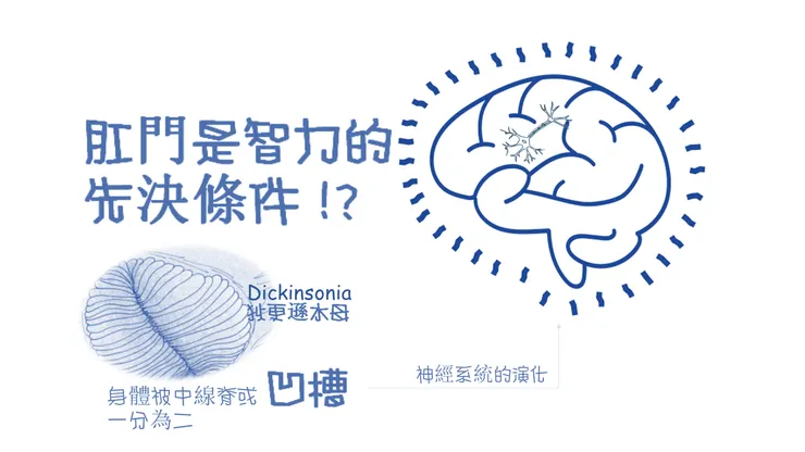 肛門是智力的先決條件