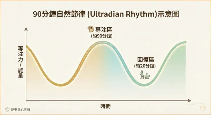 次晝夜節律（Ultradian Rhythm）示意圖：睡眠研究學者 Kleitman 發現，大腦在白天也延續著約 90 分鐘的「基礎休息-活動週期」（BRAC），專注力並非直線。