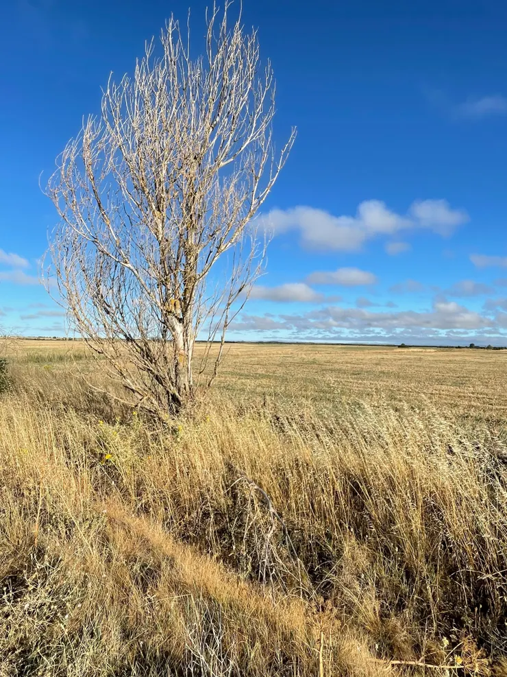 我是夏天的一棵樹。