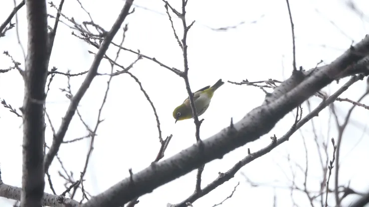 日菲繡眼（新tick）