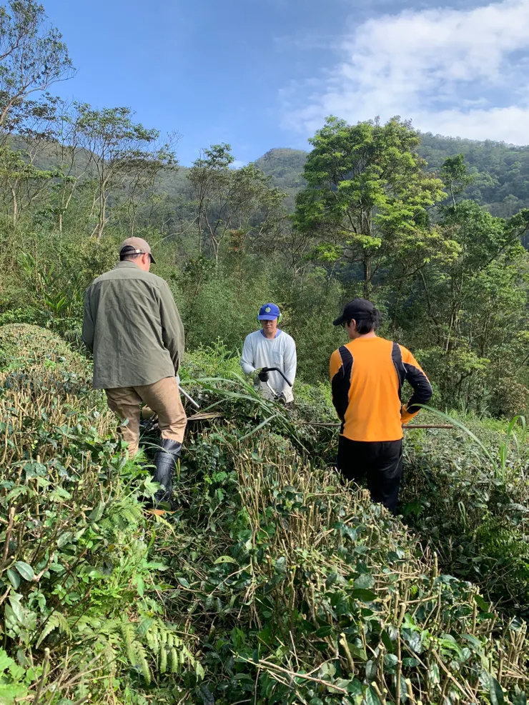 三位茶農合作無間