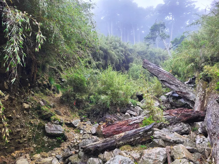 ▲由此處離開溪谷，開始鑽箭竹林