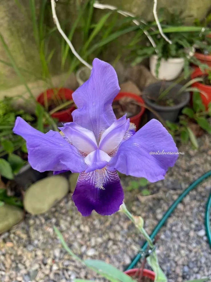 媽媽的德國鳶尾，於今年春天拍攝