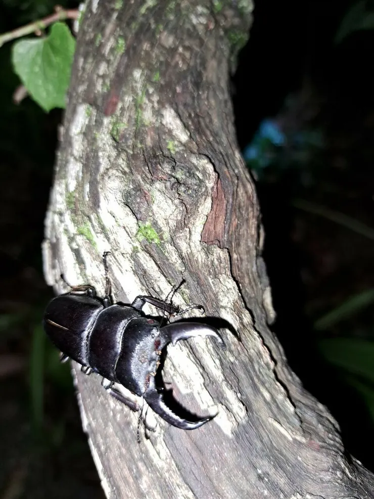 © inatpeshualien001 的觀察紀錄