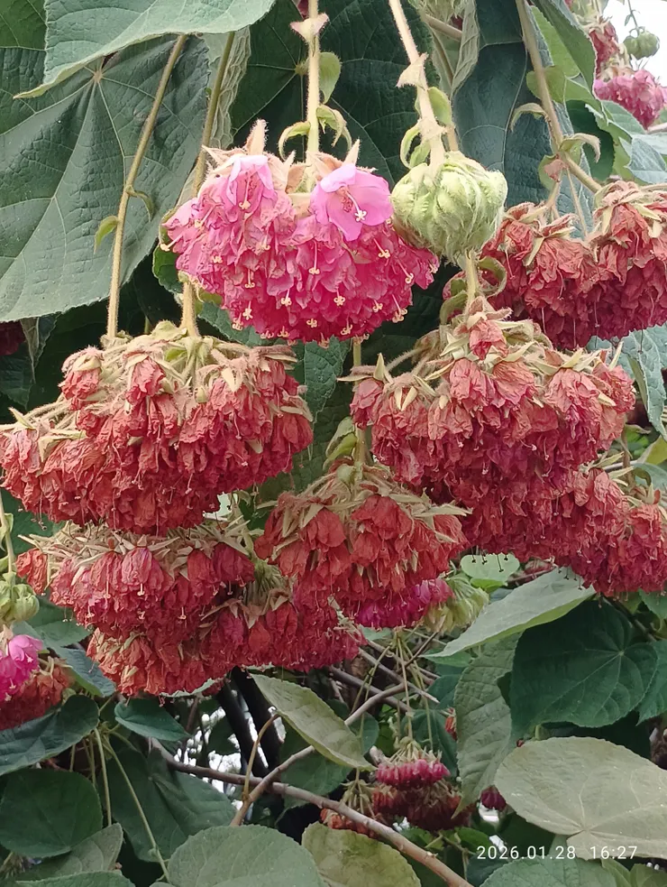 非洲芙蓉，又名吊芙蓉百鈴花等