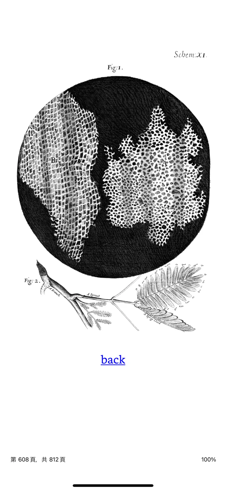 圖片擷取自《Micrographia》古騰堡計畫版本