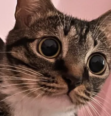 貓貓苑 Cat's Retreat