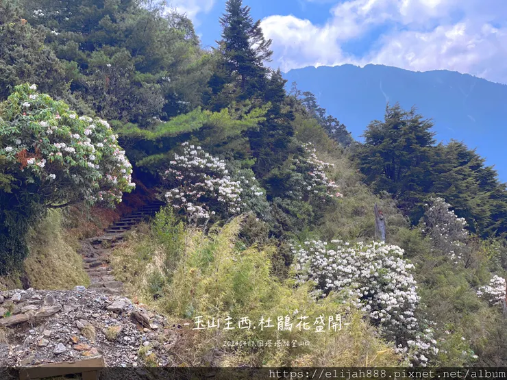 【玉山主峰西峰.兩天兩夜】冷到爆炸的玉山主峰賞雲海/一直走花