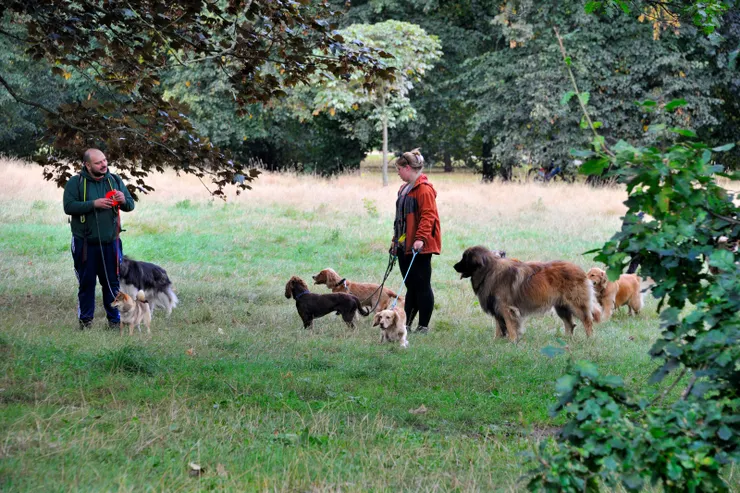 【在肯辛頓公園東側草地遛狗的人們】
