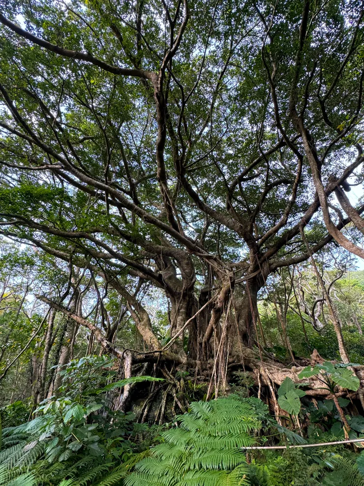 這顆樹超巨~~~