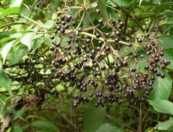 產於中國的接骨木 Sambucus williamsii Hance果實