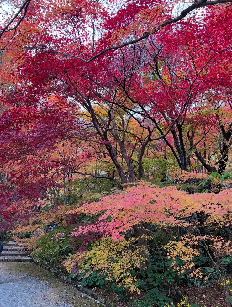 這麼粉嫩的顏色,滿滿的幸福泡泡