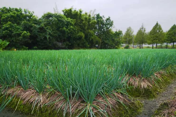 令人賞心悅目的三星鄉蔥田。