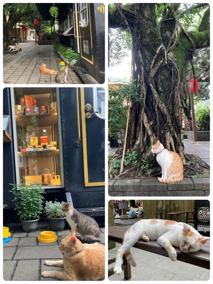 可愛的四隻小貓